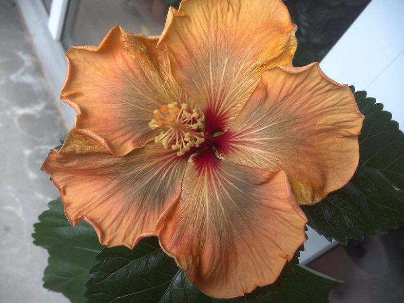 WIN_20170429_133909 - Allen Sue