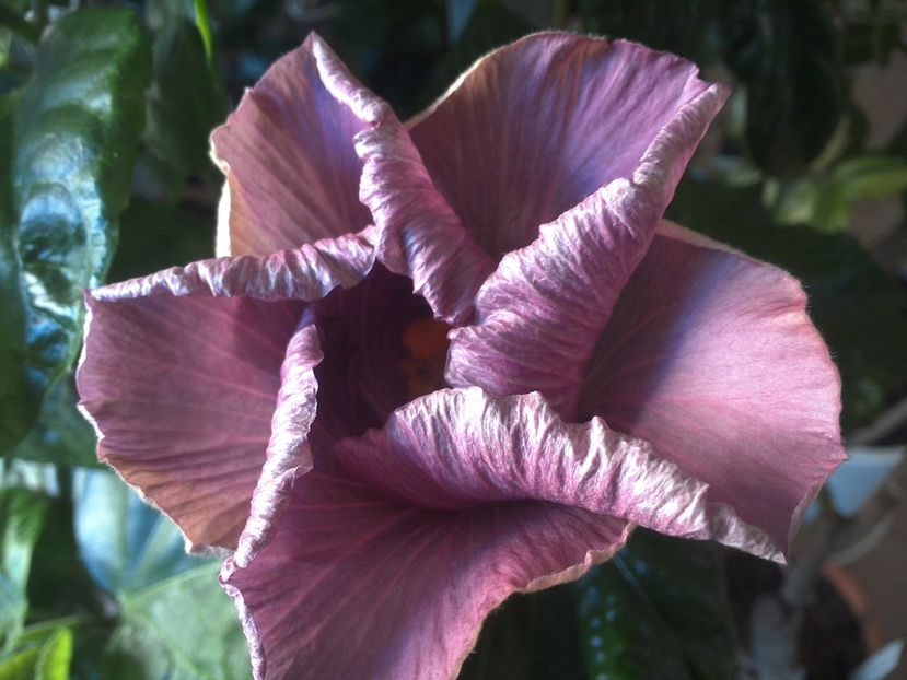 WIN_20170430_063846 - Mis Classic