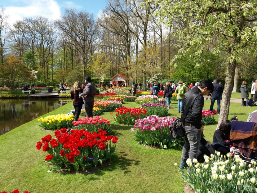Picture 514 - Keukenhof Olanda-aprilie 2017