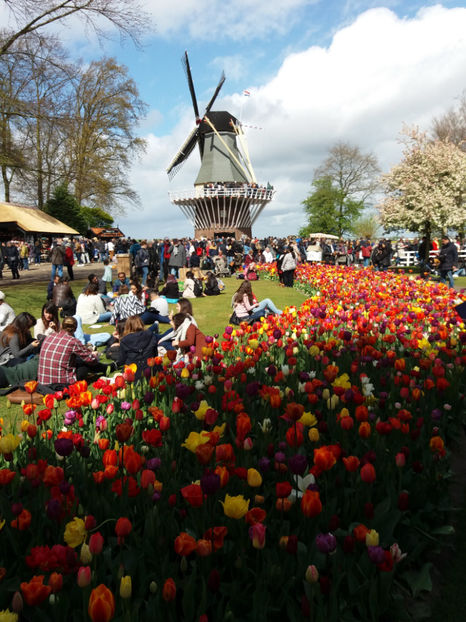 Picture 519 - Keukenhof Olanda-aprilie 2017
