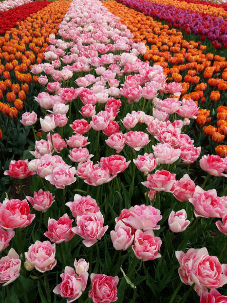 Picture 528 - Keukenhof Olanda-aprilie 2017