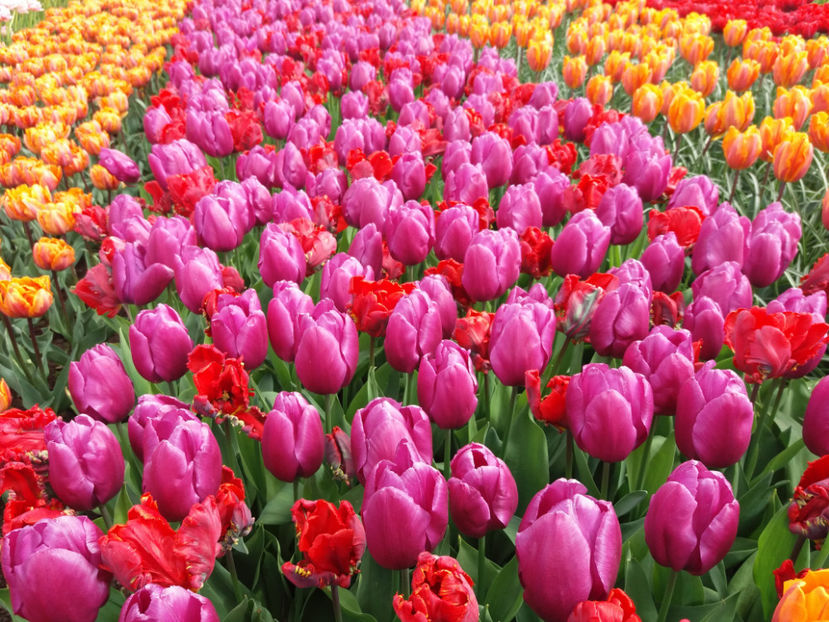 Picture 530 - Keukenhof Olanda-aprilie 2017