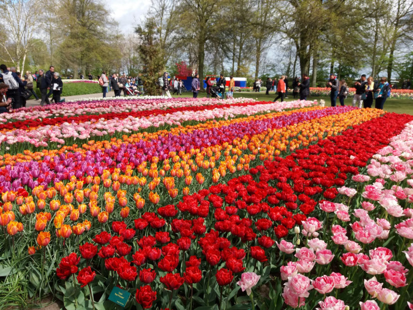 Picture 532 - Keukenhof Olanda-aprilie 2017