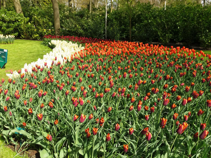 Picture 539 - Keukenhof Olanda-aprilie 2017