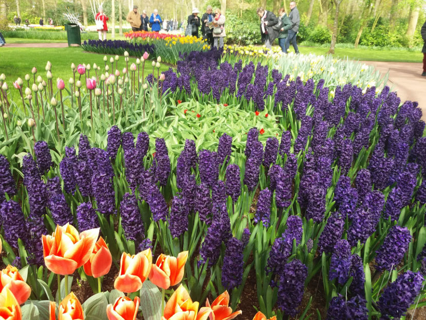Picture 600 - Keukenhof Olanda-aprilie 2017