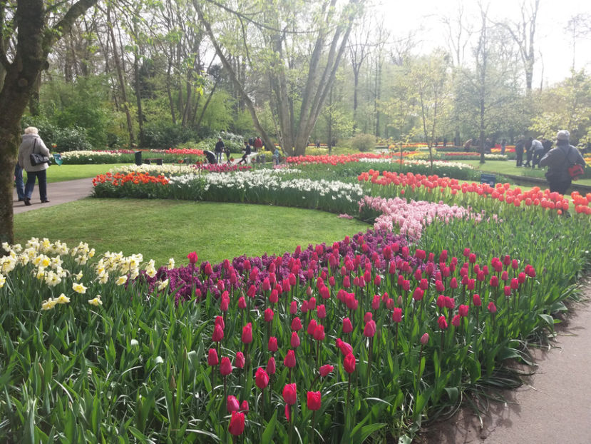 Picture 602 - Keukenhof Olanda-aprilie 2017