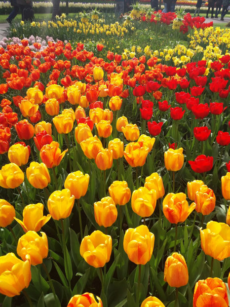 Picture 610 - Keukenhof Olanda-aprilie 2017