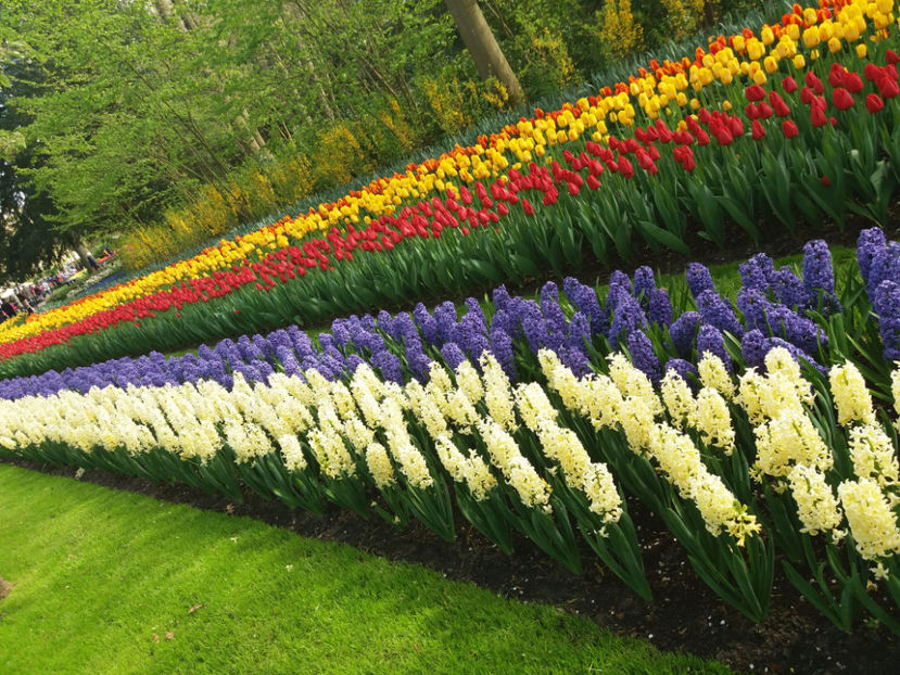 Picture 612 - Keukenhof Olanda-aprilie 2017