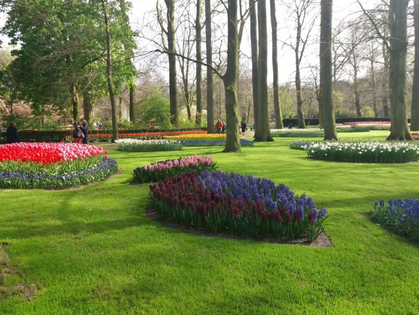 Picture 613 - Keukenhof Olanda-aprilie 2017