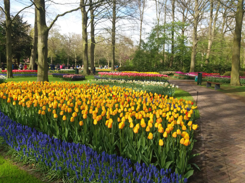 Picture 617 - Keukenhof Olanda-aprilie 2017