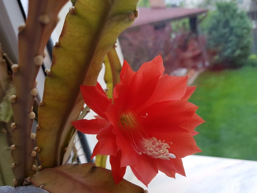Epiphyllum rosu - Cactusi si plante suculente 2017-2018-2019