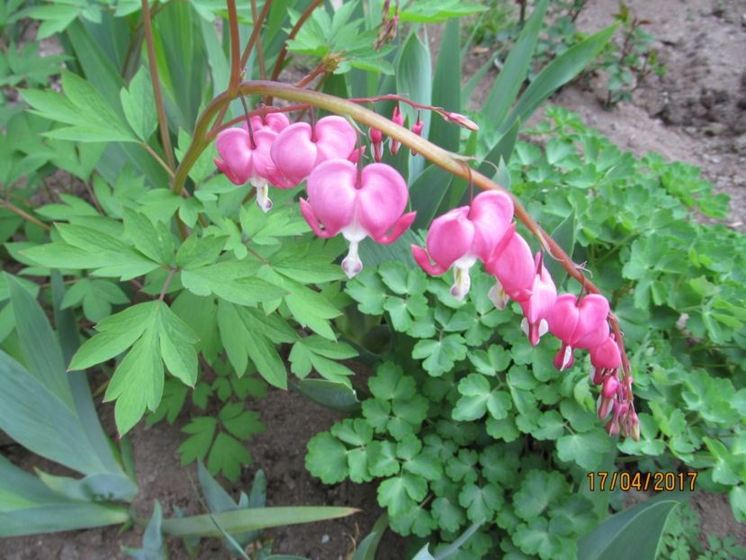  - Flori in gradina-2017