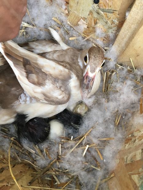 Caroline - Tineret 2017