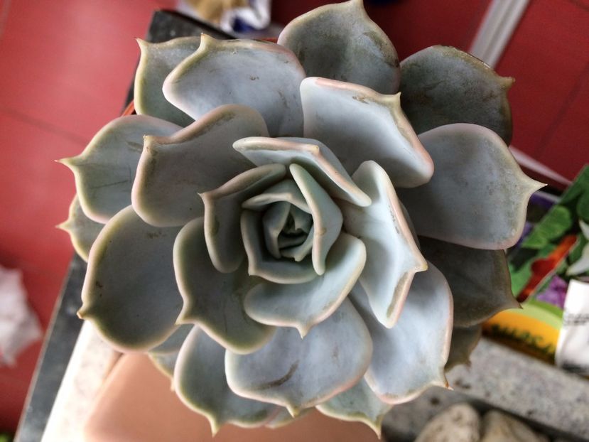 Echeveria lilacina - Suculente