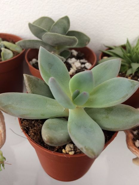 Pachyveria „Powder Puff” - Suculente