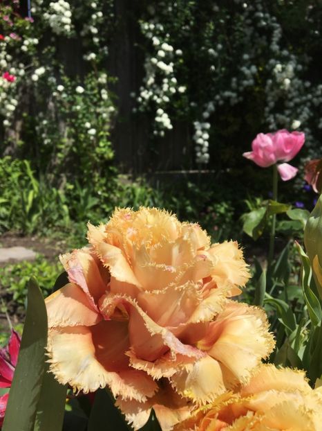 Sensual touch - Lalele 2017