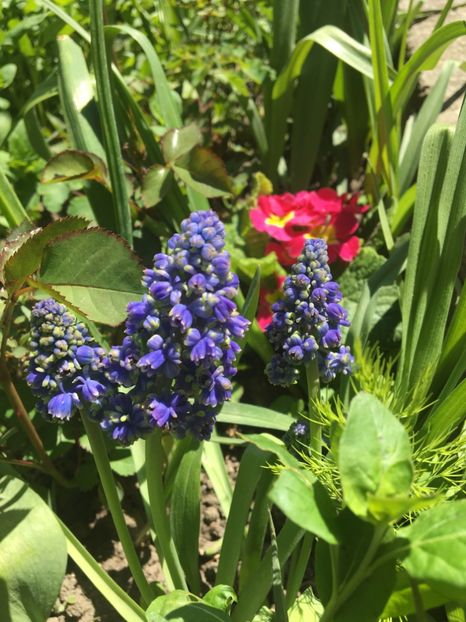  - Muscari 2017
