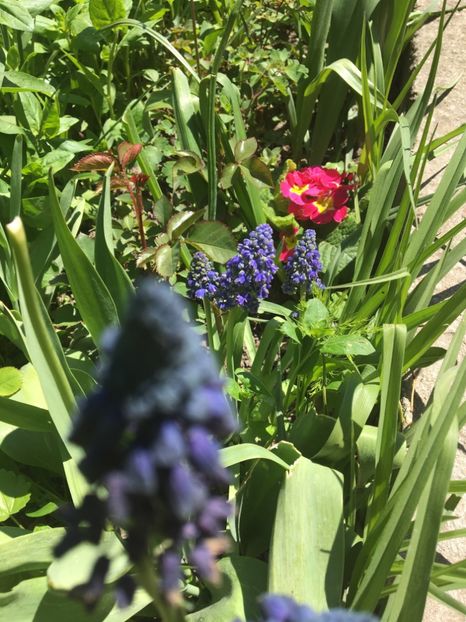  - Muscari 2017