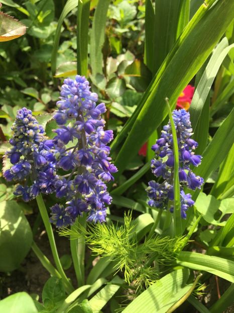  - Muscari 2017