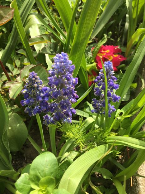  - Muscari 2017