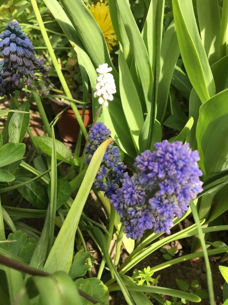  - Muscari 2017