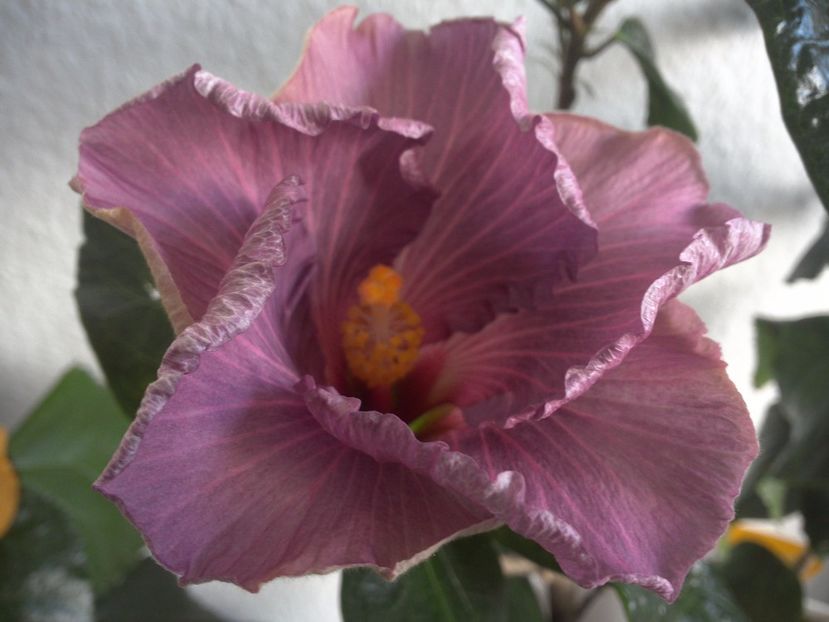 WIN_20170430_084557 - Mis Classic