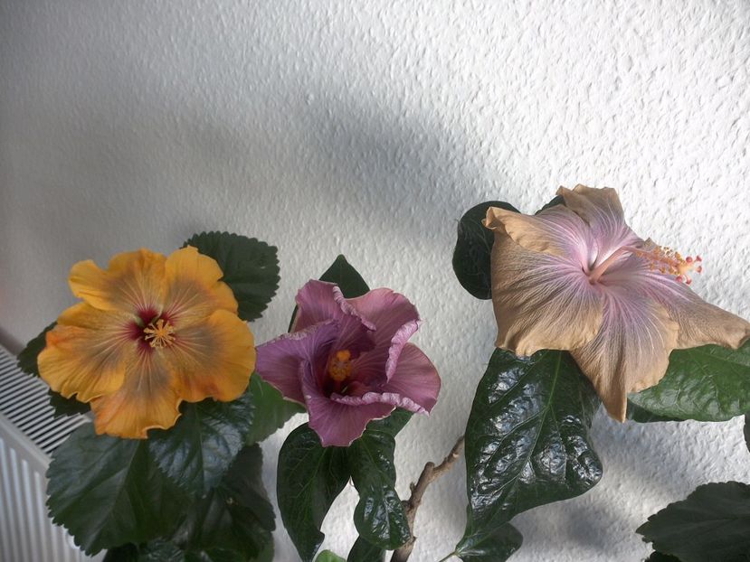 WIN_20170430_084850 - 02Hibiscus