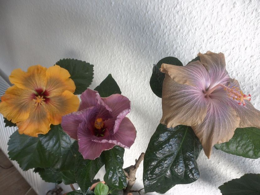 WIN_20170430_084915 - 02Hibiscus