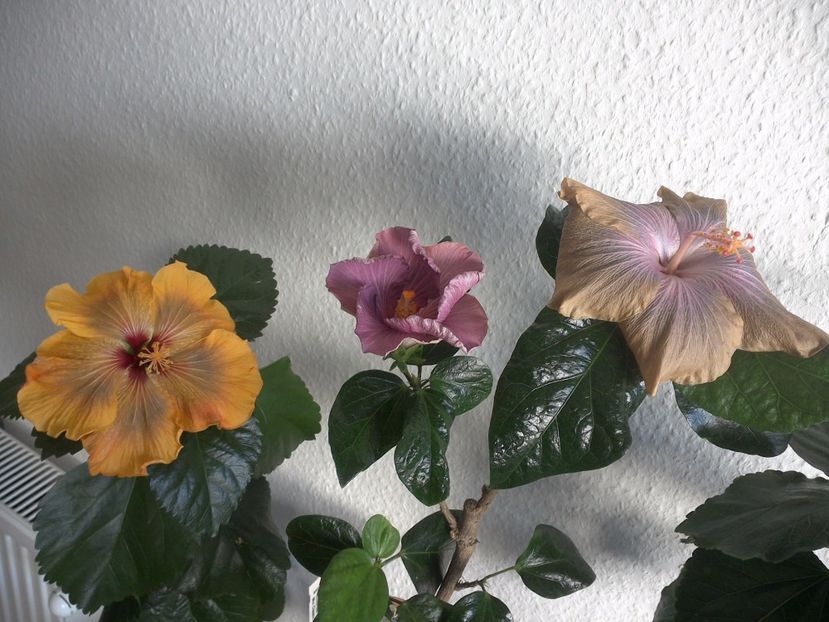 WIN_20170430_084954 - 02Hibiscus