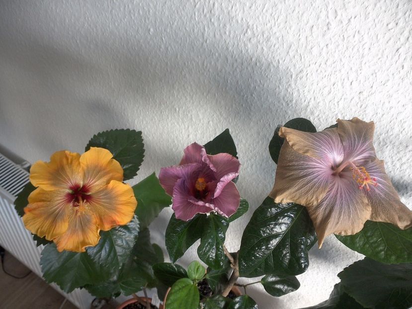 WIN_20170430_085006 - 02Hibiscus