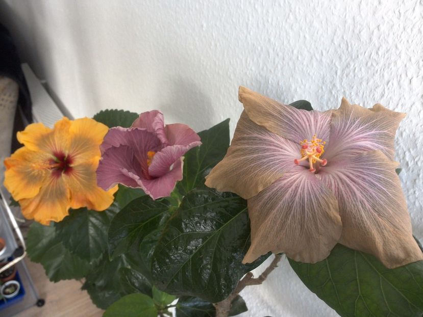WIN_20170430_085028 - 02Hibiscus