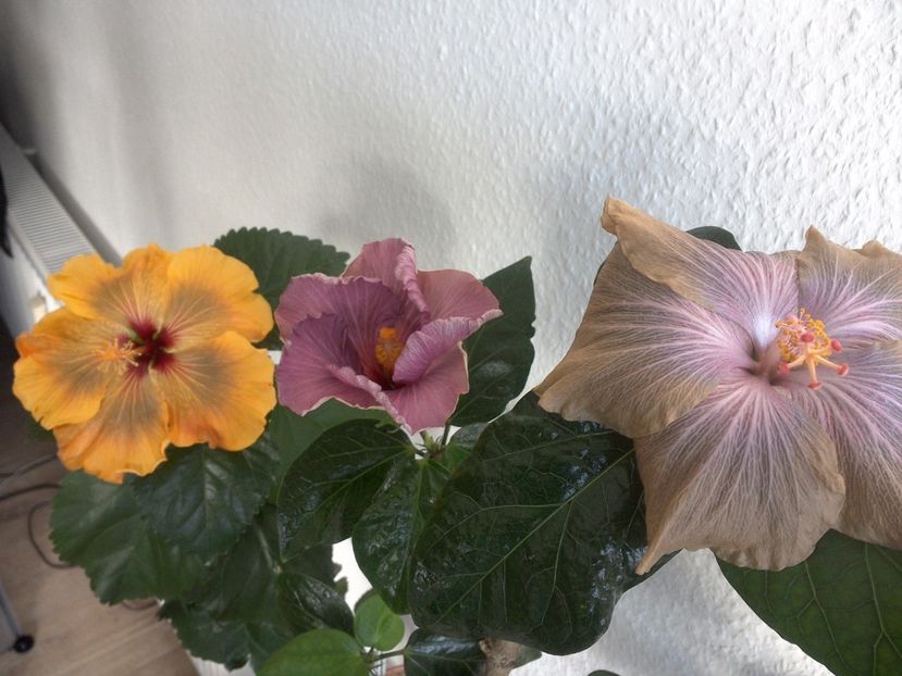 WIN_20170430_085054 - 02Hibiscus