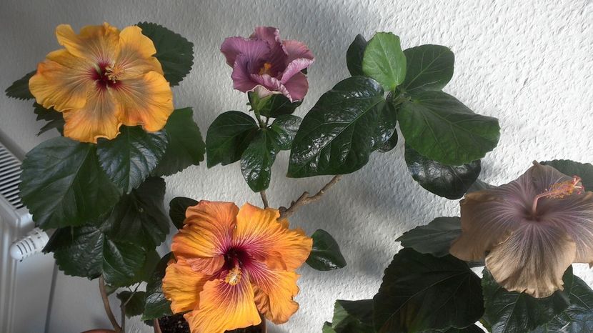 WIN_20170430_085533 - 02Hibiscus