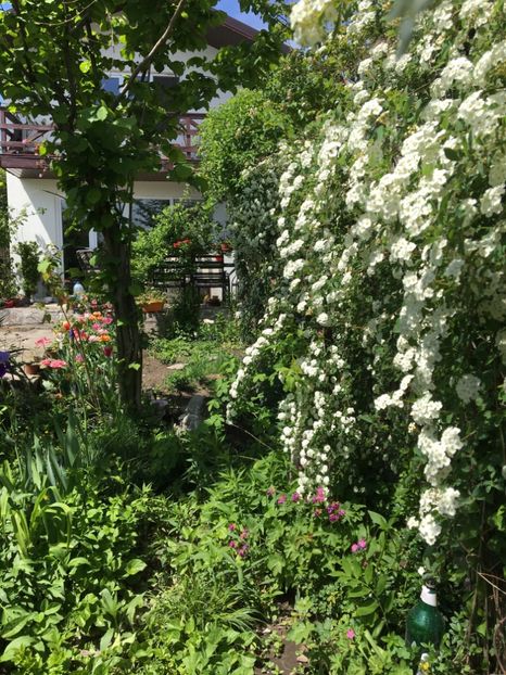 Spiraea - Arbusti 2017 23 24