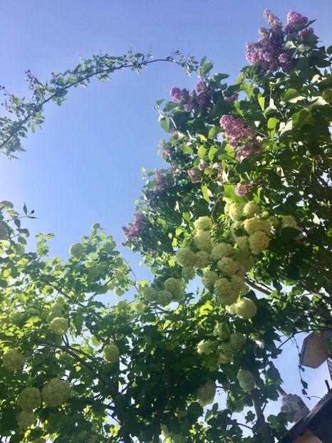 Calun - Arbusti 2017 23 24