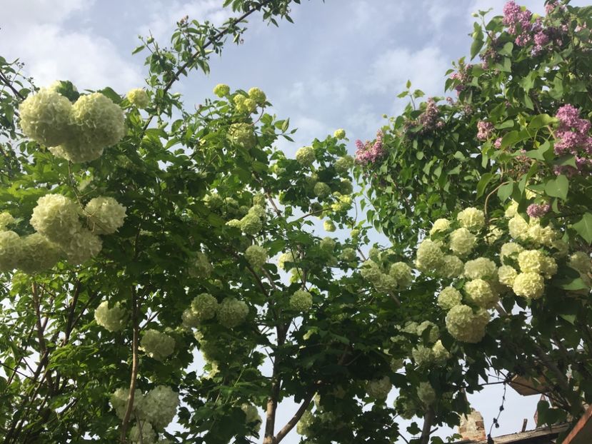 Cartofi - Arbusti 2017 23 24