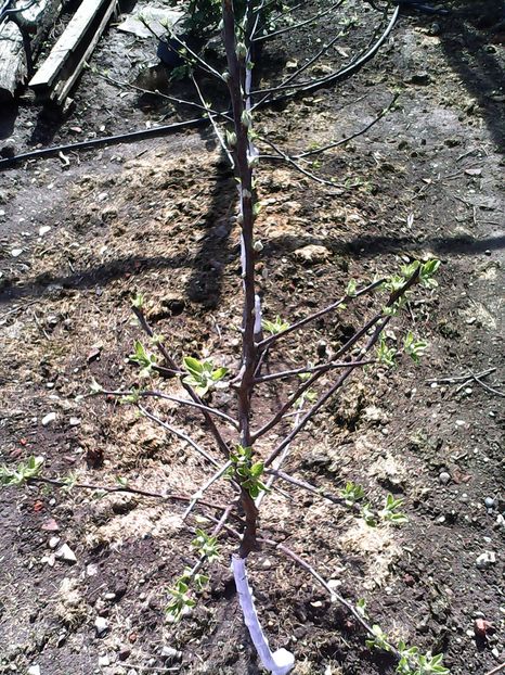 opal - Primavara 2014