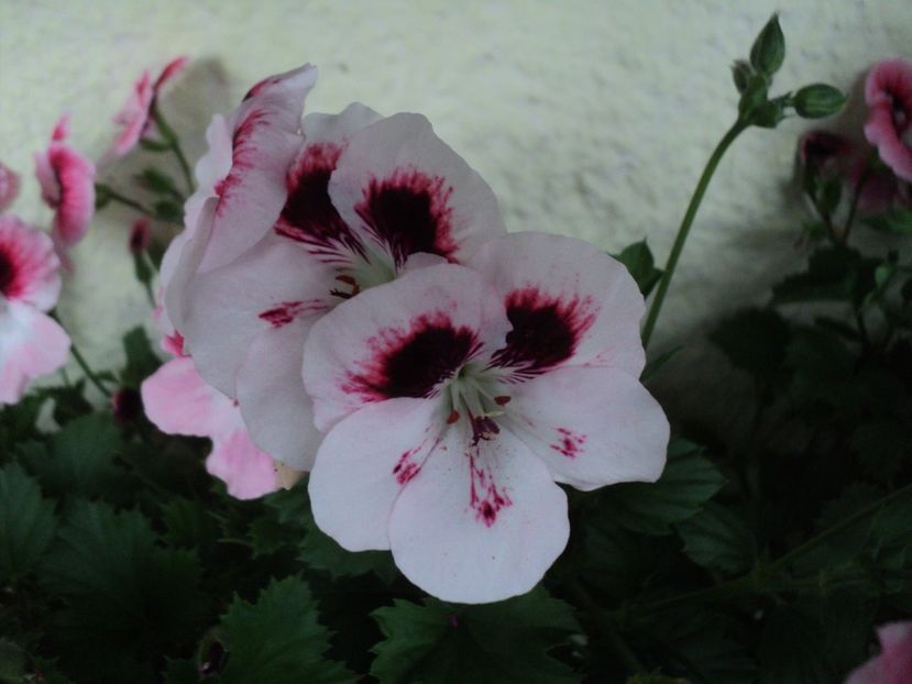 M1 - 02 2017 - MUSCATE