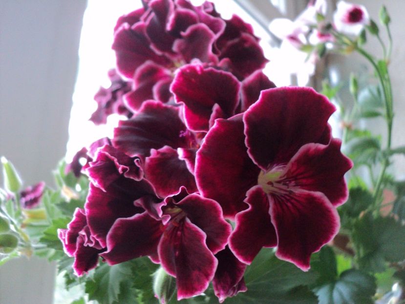 M4 - 02 2017 - MUSCATE