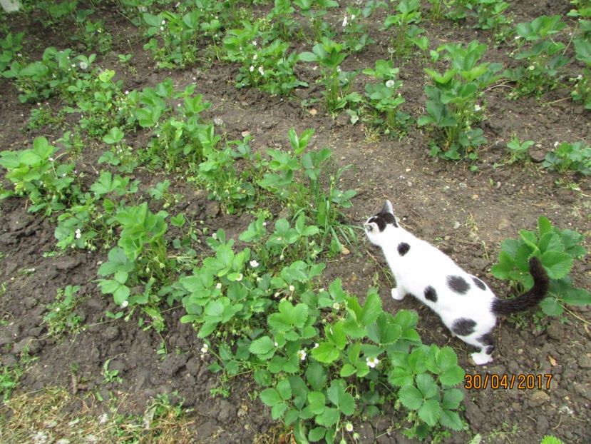  - DIN GRĂDINA DE FLORI ȘI LEGUME - 2017