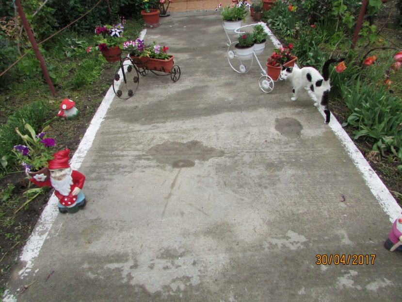  - DIN GRĂDINA DE FLORI ȘI LEGUME - 2017