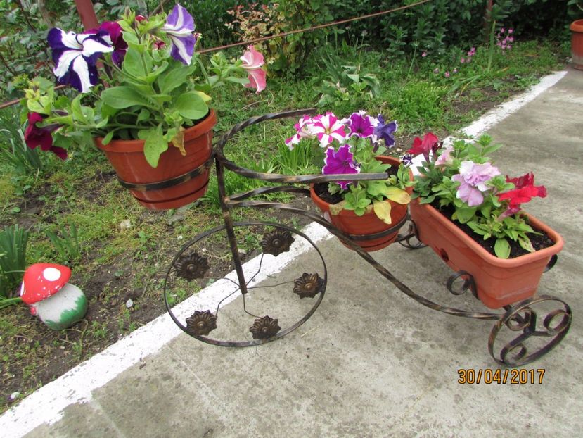  - DIN GRĂDINA DE FLORI ȘI LEGUME - 2017