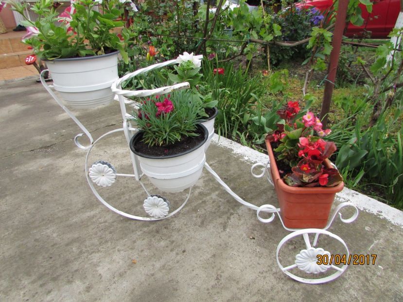  - DIN GRĂDINA DE FLORI ȘI LEGUME - 2017