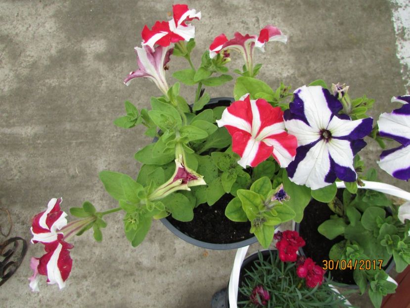  - DIN GRĂDINA DE FLORI ȘI LEGUME - 2017