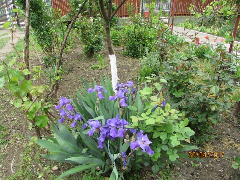  - DIN GRĂDINA DE FLORI ȘI LEGUME - 2017