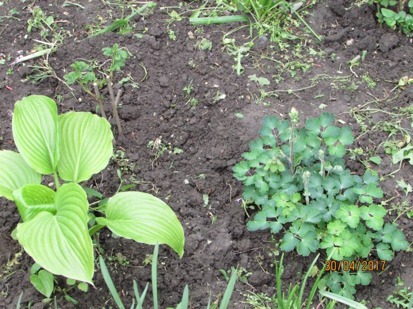  - DIN GRĂDINA DE FLORI ȘI LEGUME - 2017