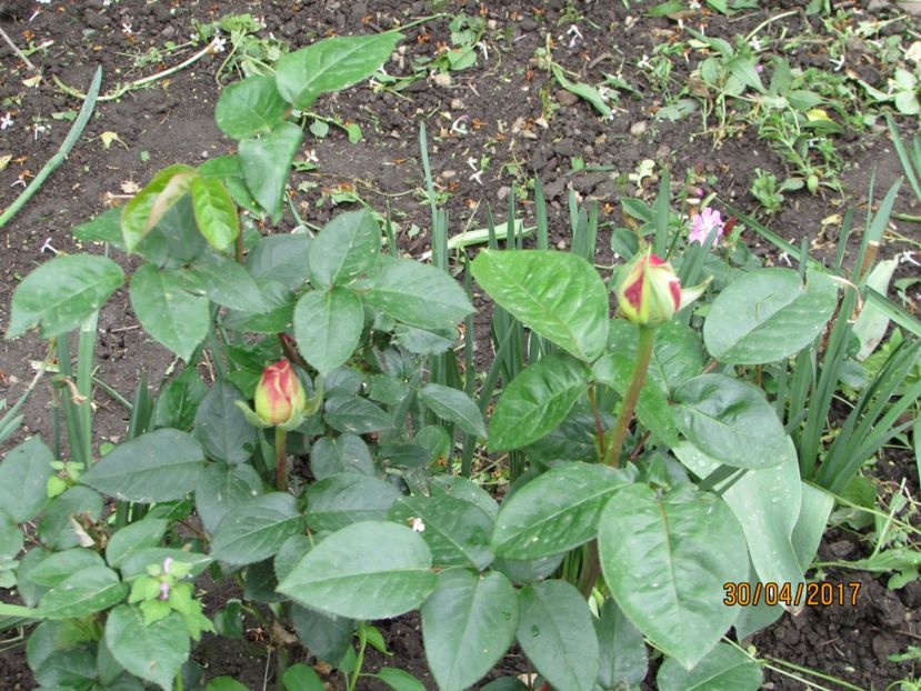  - DIN GRĂDINA DE FLORI ȘI LEGUME - 2017