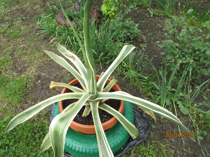  - DIN GRĂDINA DE FLORI ȘI LEGUME - 2017