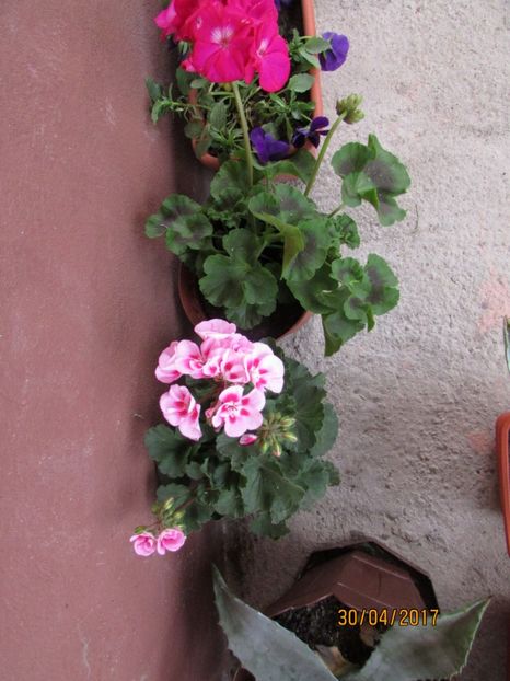  - DIN GRĂDINA DE FLORI ȘI LEGUME - 2017