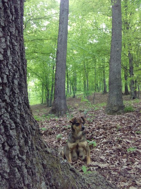 Diva la..... - AAAAAAAAA__DIVA_OSMI URMASUL LUI OSMAN IN MEMORIAM